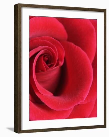 Petals of Red Rose-Clive Nichols-Framed Photographic Print