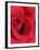 Petals of Red Rose-Clive Nichols-Framed Photographic Print