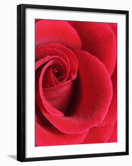 Petals of Red Rose-Clive Nichols-Framed Photographic Print