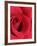 Petals of Red Rose-Clive Nichols-Framed Photographic Print