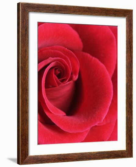 Petals of Red Rose-Clive Nichols-Framed Photographic Print