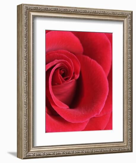 Petals of Red Rose-Clive Nichols-Framed Photographic Print