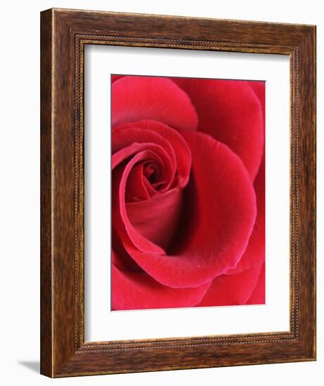 Petals of Red Rose-Clive Nichols-Framed Photographic Print