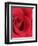 Petals of Red Rose-Clive Nichols-Framed Photographic Print