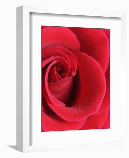 Petals of Red Rose-Clive Nichols-Framed Photographic Print