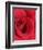 Petals of Red Rose-Clive Nichols-Framed Photographic Print