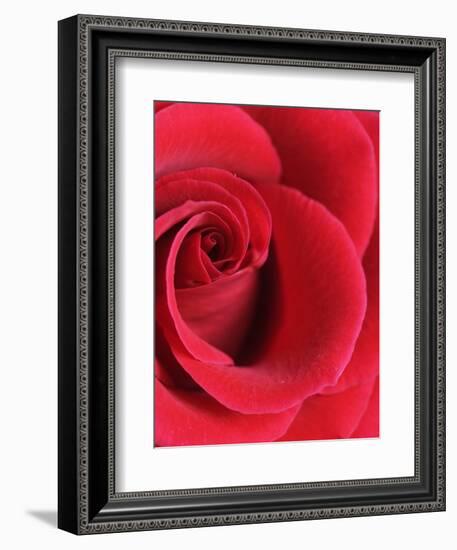 Petals of Red Rose-Clive Nichols-Framed Photographic Print