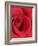 Petals of Red Rose-Clive Nichols-Framed Photographic Print