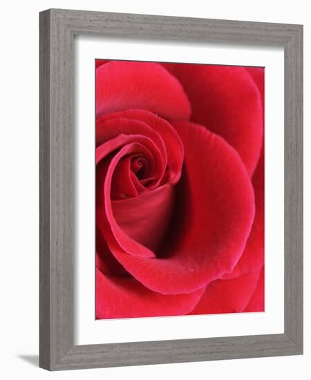 Petals of Red Rose-Clive Nichols-Framed Photographic Print