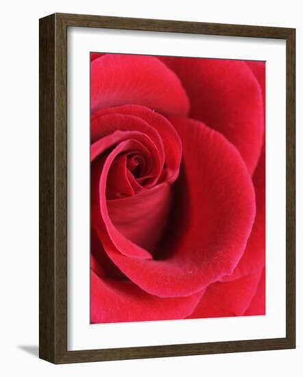 Petals of Red Rose-Clive Nichols-Framed Photographic Print