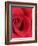 Petals of Red Rose-Clive Nichols-Framed Photographic Print