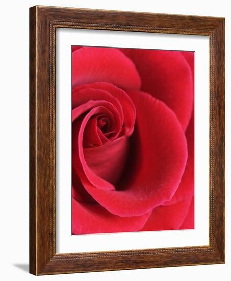 Petals of Red Rose-Clive Nichols-Framed Photographic Print