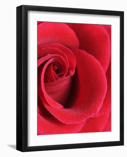 Petals of Red Rose-Clive Nichols-Framed Photographic Print