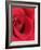 Petals of Red Rose-Clive Nichols-Framed Photographic Print