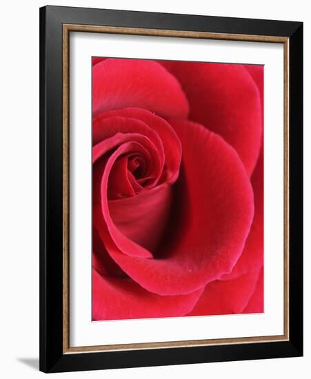 Petals of Red Rose-Clive Nichols-Framed Photographic Print