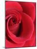 Petals of Red Rose-Clive Nichols-Mounted Photographic Print