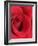 Petals of Red Rose-Clive Nichols-Framed Photographic Print