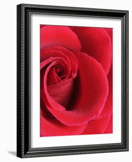 Petals of Red Rose-Clive Nichols-Framed Photographic Print