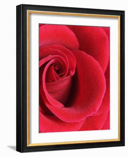 Petals of Red Rose-Clive Nichols-Framed Photographic Print