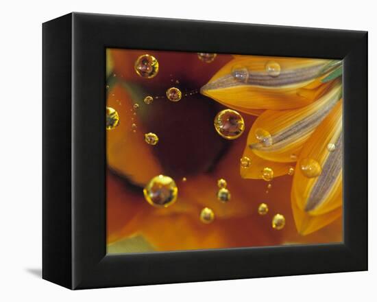 Petals on Mylar Surface with Dew Drops-Nancy Rotenberg-Framed Premier Image Canvas