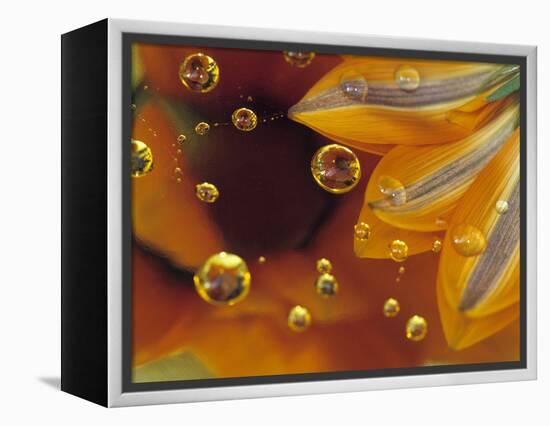 Petals on Mylar Surface with Dew Drops-Nancy Rotenberg-Framed Premier Image Canvas