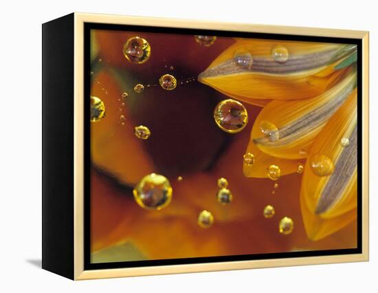 Petals on Mylar Surface with Dew Drops-Nancy Rotenberg-Framed Premier Image Canvas