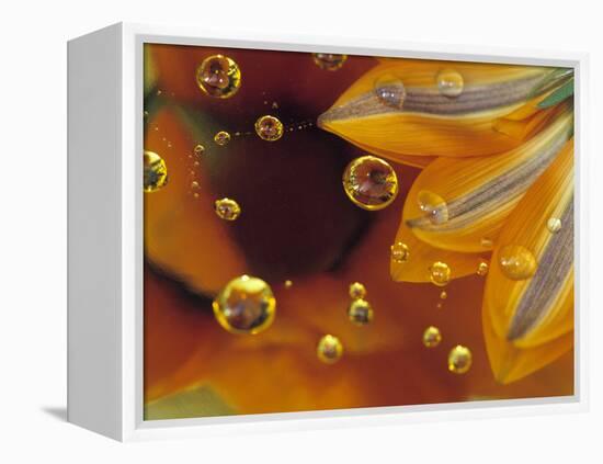 Petals on Mylar Surface with Dew Drops-Nancy Rotenberg-Framed Premier Image Canvas