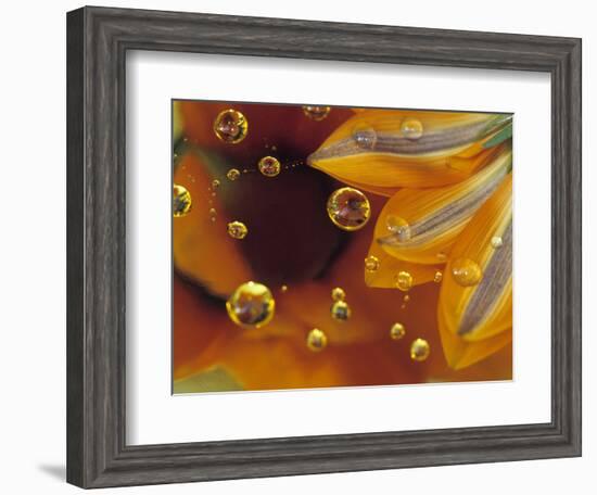 Petals on Mylar Surface with Dew Drops-Nancy Rotenberg-Framed Photographic Print