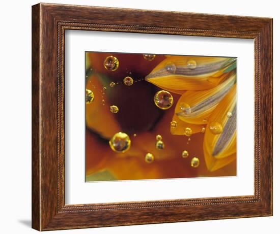 Petals on Mylar Surface with Dew Drops-Nancy Rotenberg-Framed Photographic Print