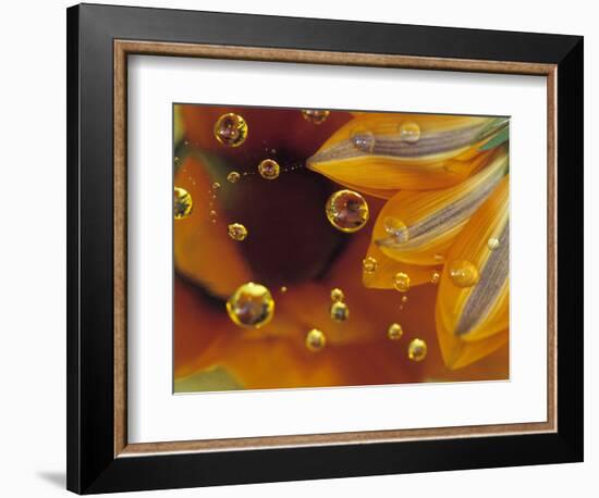 Petals on Mylar Surface with Dew Drops-Nancy Rotenberg-Framed Photographic Print