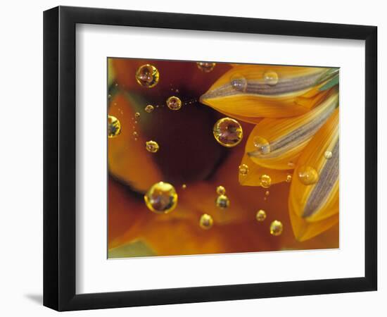 Petals on Mylar Surface with Dew Drops-Nancy Rotenberg-Framed Photographic Print