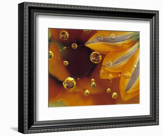 Petals on Mylar Surface with Dew Drops-Nancy Rotenberg-Framed Photographic Print