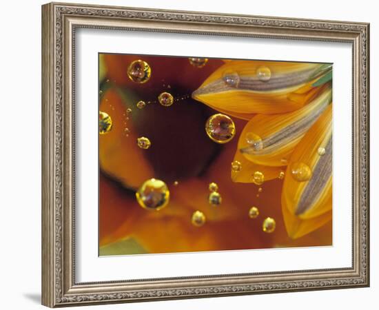 Petals on Mylar Surface with Dew Drops-Nancy Rotenberg-Framed Photographic Print