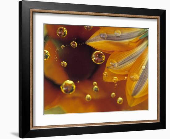 Petals on Mylar Surface with Dew Drops-Nancy Rotenberg-Framed Photographic Print