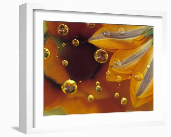 Petals on Mylar Surface with Dew Drops-Nancy Rotenberg-Framed Photographic Print
