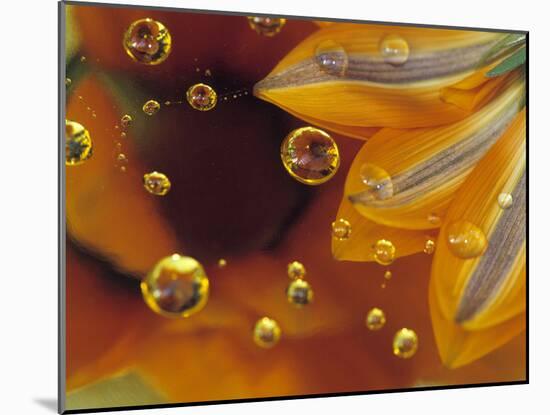 Petals on Mylar Surface with Dew Drops-Nancy Rotenberg-Mounted Photographic Print
