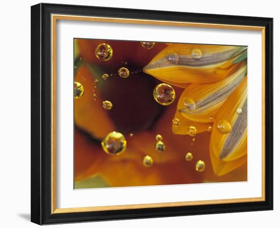 Petals on Mylar Surface with Dew Drops-Nancy Rotenberg-Framed Photographic Print