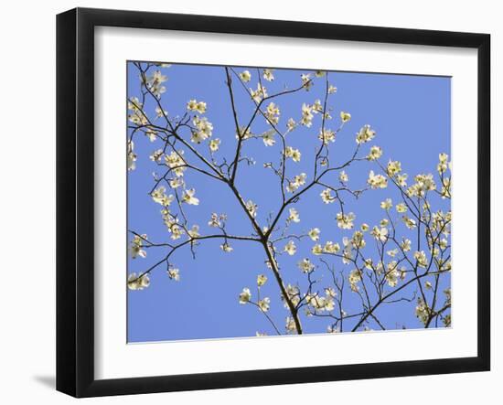 Petals & Sky II-Sharon Chandler-Framed Photographic Print