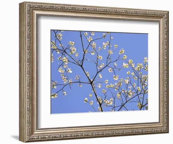 Petals & Sky II-Sharon Chandler-Framed Photographic Print