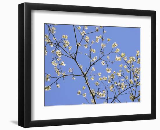 Petals & Sky II-Sharon Chandler-Framed Photographic Print