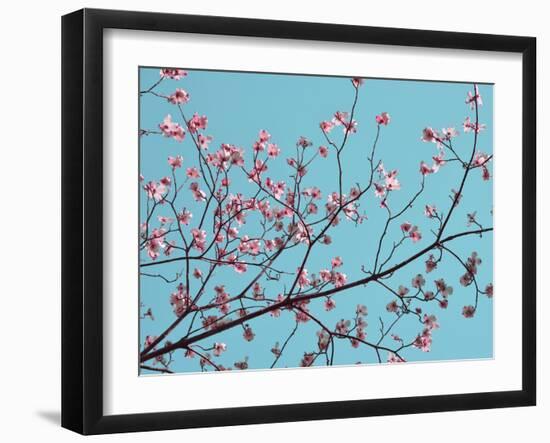 Petals & Sky III-Sharon Chandler-Framed Photographic Print