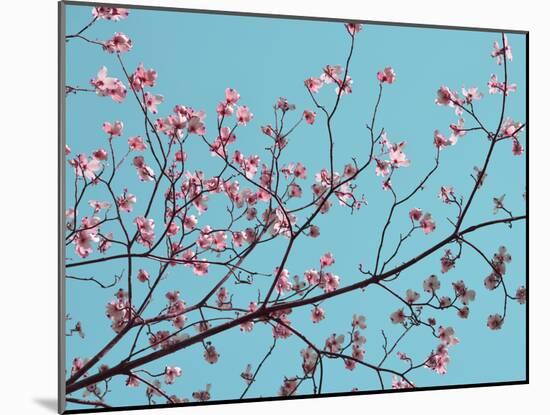 Petals & Sky III-Sharon Chandler-Mounted Photographic Print