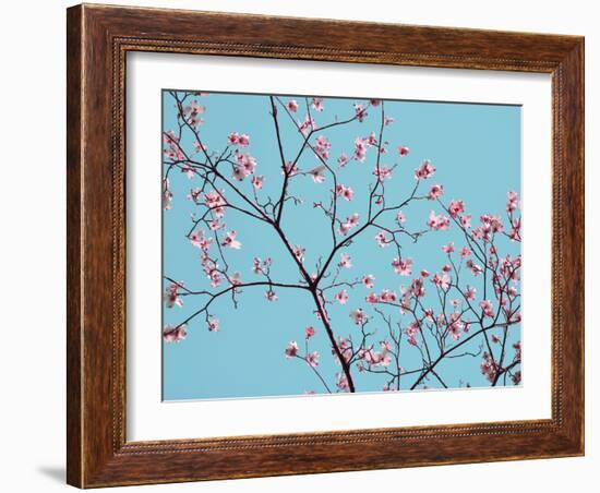 Petals & Sky IV-Sharon Chandler-Framed Photographic Print