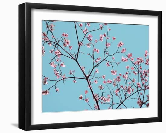 Petals & Sky IV-Sharon Chandler-Framed Photographic Print