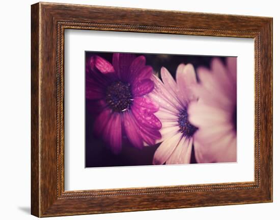 Petals-Philippe Sainte-Laudy-Framed Photographic Print