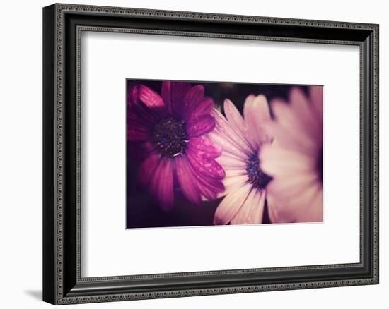 Petals-Philippe Sainte-Laudy-Framed Photographic Print