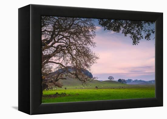Petaluma Farm Scene, Sonoma County California-Vincent James-Framed Premier Image Canvas