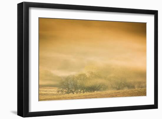 Petaluma Sun Light Tree Abstract Mist Powerful Gold California Country-Vincent James-Framed Photographic Print