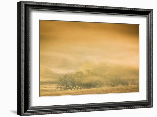 Petaluma Sun Light Tree Abstract Mist Powerful Gold California Country-Vincent James-Framed Photographic Print