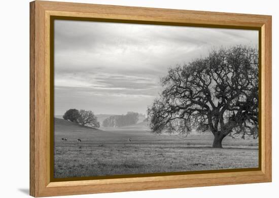 Petaluma Winter Oak Landscape, Northern California-Vincent James-Framed Premier Image Canvas